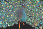 Peacock Plumage